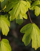 Acer Campestre (Field Maple) [60-90cm]