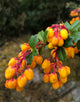 Berberis Darwinii [3L] [20-30cm]