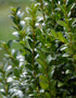 Buxus Sempervirens (Boxwood) [25-30cm]