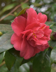 Camellia x Williamsii Anticipation [12L] [100-125cm]