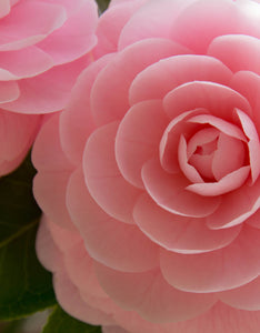 Camellia x Williamsii ‘EG Waterhouse’ [12L] [100-125cm]