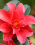 Camellia x Williamsii Freedom Bell [12L] [100-125cm]