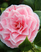 Camellia Nuccios Gem [12L] [100-125cm]