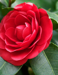 Camellia x Williamsii ‘Ruby Wedding’ [3L] [40-60cm]