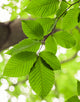 Fagus Sylvatica (Green Beech) [40-60cm]