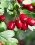 Crateagus Monogyna (Hawthorn/Whitethorn) [40-60cm]