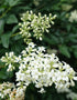 Ligustrum Ovalifolium (Green Privet) [40-60cm]