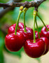 Prunus Avium (Bird Cherry) [60-90cm]