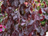Fagus Sylvatica Purple Fountain 'Purple Weeping Beech' 25 litre (5-6 ft)
