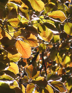 Fagus Sylvatica Atropunicea (Copper Beech) [80-100cm]