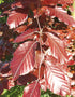 Fagus Sylvatica Atropunicea (Copper Beech) [100-125cm]