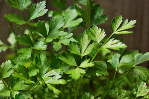 Italian Flat Leaf Parsley (9 cm Pot)