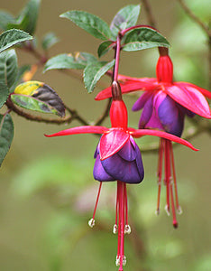 Fuchsia Riccartonii