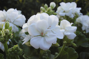 Geranium Zonal White (11cm Pot)    **Available for dispatch from 4th May**