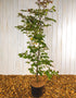 Fagus Sylvatica (Green Beech) [5L] [125-150cm]