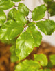 Fagus Sylvatica (Green Beech) [5L] [125-150cm]