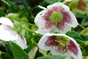 Helleborus Orientalis Mix (Hellebore) 14cm pot