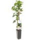 Ribes Nigrum (Blackcurrant) 2lt Height 40-60cm