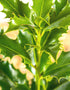 Ilex Alaska (Green Holly) [9cm pot] [20-30cm]