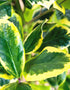 Ilex Golden King [3L] [50-60cm]