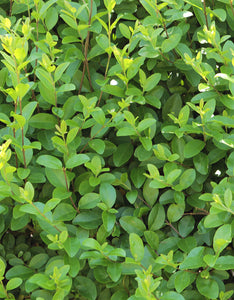 Ligustrum Ovalifolium (Green Privet) [40-60cm]
