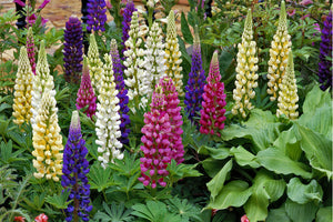 Lupin Gallery Mixed Colours (1 litre Pot)
