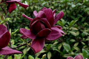 Magnolia Genie 5lt pot Height 50-60cm