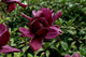 Magnolia Genie 5lt pot Height 50-60cm