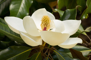 Magnolia Grandiflora "Evergreen Magnolia"  (5 Litre Pot)