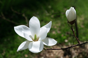 Magnolia Kobus 12 litre pot (200-250cm)