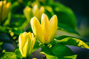 Magnolia Yellow Bird 5lt pot Height 50-60cm