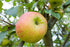 Malus Bramley's Seedling (Cooking Apple) 2 Year Old Bush 4-5ft