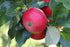 Malus Discovery (Eating Apple) 2 Year Old Bush 4-5ft