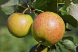 Malus James Grieves (Eating Apple) 5 litre Dwarf Patio Fruit Tree