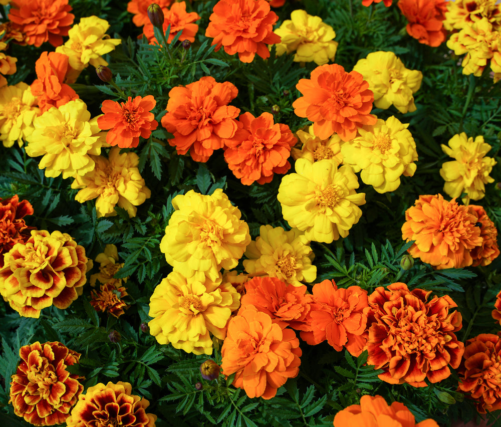 French Marigolds Bonanza Mix (6 Pack tray) – Screen It Green