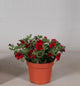 Calibrachoa Red - Million Bells Red (10.5cm pot)