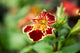 Mimulus Mystic Mixed Colours (6 pack tray)