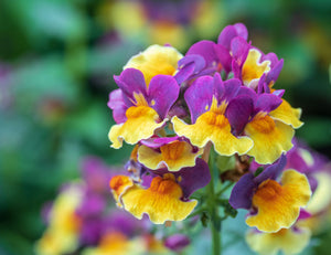 Nemesia ‘Rhubarb & Custard’ (10.5cm pot)   Out of stock until mid May