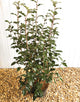 Olearia Macrodonta (Daisy Bush) [10L] [100-120cm]