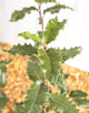 Olearia Macrodonta (Daisy Bush) [3L] [40-50cm]