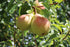 Pear Beurre Hardy  - 2 Year Old Bush 4-5ft