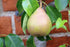 Pear Doyenne du Comice  - 2 Year Old Bush 4-5ft