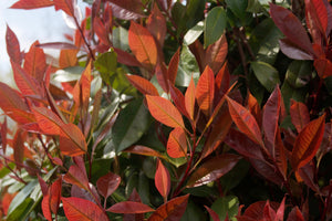 Photinia Red Robin (Carre Rouge) (3 Litre Pot)