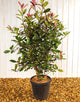 Photinia Red Robin Robusta [10L] [80-100cm]Pre-Order for May "22