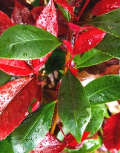 Photinia Red Robin Robusta [10L] [80-100cm]Pre-Order for May "22