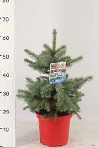Picea Pugens Super Blue 5 Litre (Height 50-60cm)