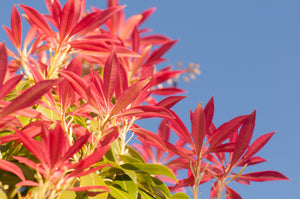 Pieris Forest Flame 'Flame of the Forest' (2 Litre Pot)