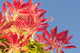 Pieris Forest Flame 'Flame of the Forest' (2 Litre Pot)