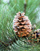 Pinus Sylvestris (Scots Pine) [20-40cmcm]