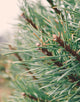 Pinus Sylvestris (Scots Pine) [15-20cm]